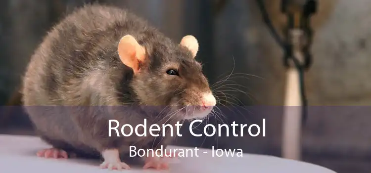 Rodent Control Bondurant - Iowa