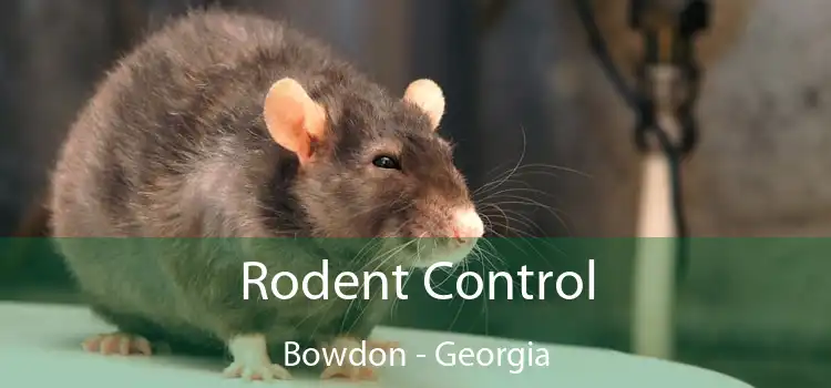 Rodent Control Bowdon - Georgia