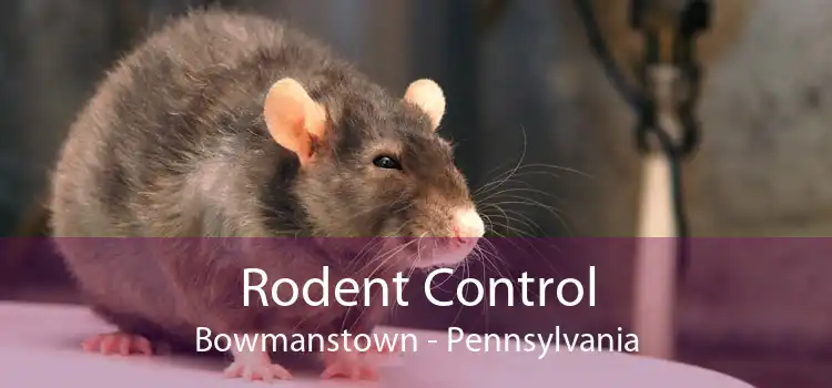 Rodent Control Bowmanstown - Pennsylvania