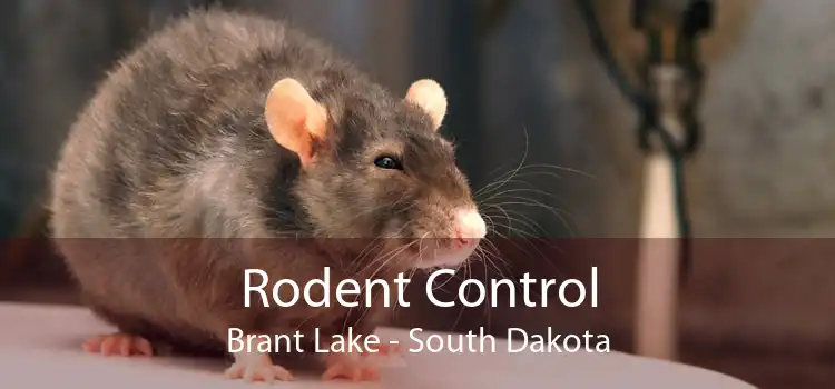 Rodent Control Brant Lake - South Dakota