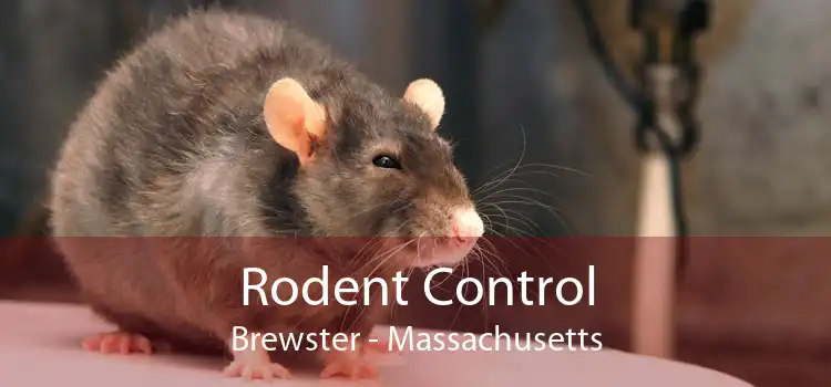 Rodent Control Brewster - Massachusetts