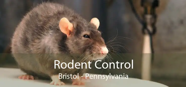 Rodent Control Bristol - Pennsylvania