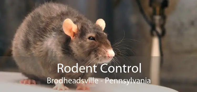 Rodent Control Brodheadsville - Pennsylvania