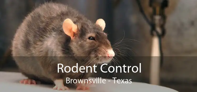 Rodent Control Brownsville - Texas