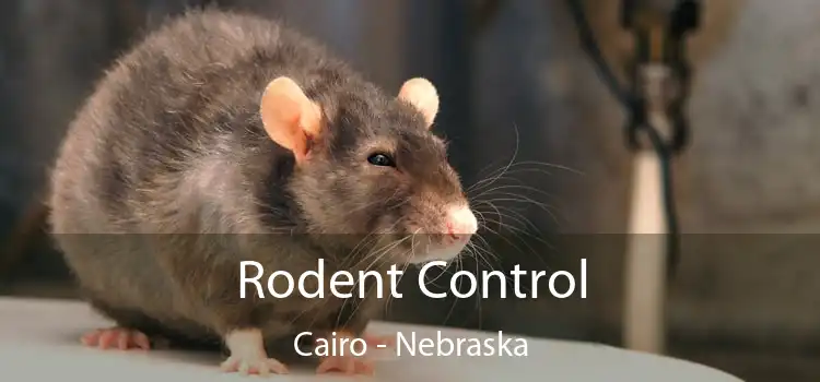 Rodent Control Cairo - Nebraska