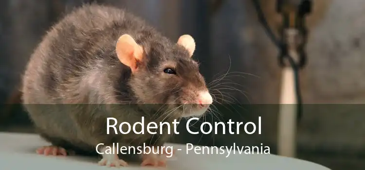 Rodent Control Callensburg - Pennsylvania