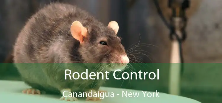 Rodent Control Canandaigua - New York