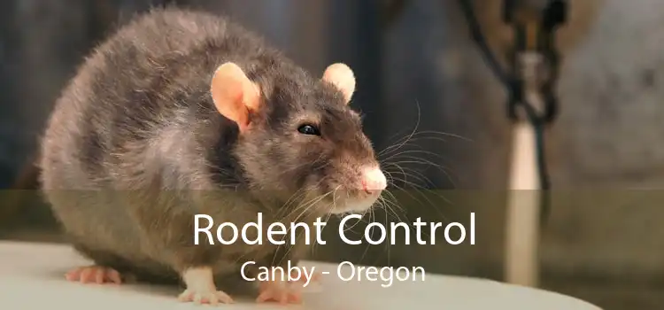 Rodent Control Canby - Oregon