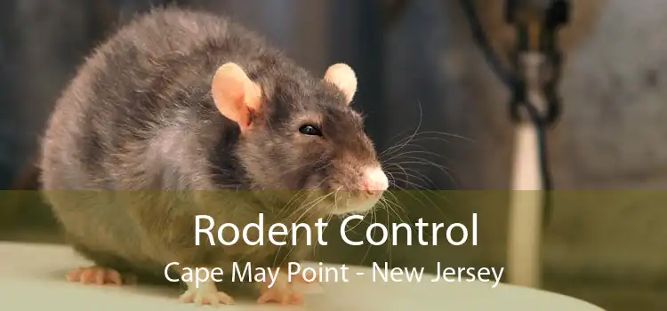 Rodent Control Cape May Point - New Jersey