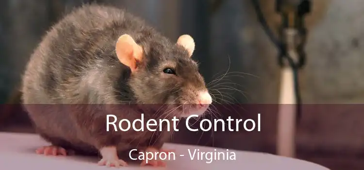 Rodent Control Capron - Virginia