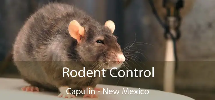 Rodent Control Capulin - New Mexico