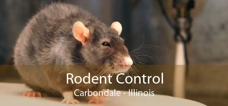 Rodent Control Carbondale - Illinois