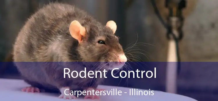 Rodent Control Carpentersville - Illinois