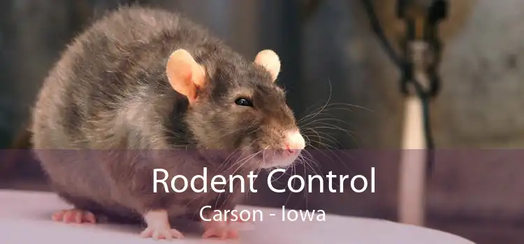Rodent Control Carson - Iowa