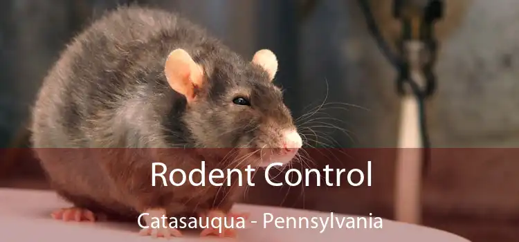 Rodent Control Catasauqua - Pennsylvania