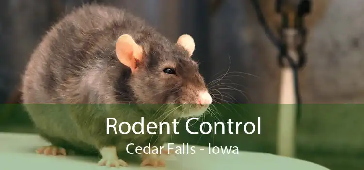 Rodent Control Cedar Falls - Iowa