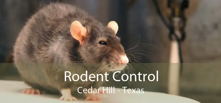 Rodent Control Cedar Hill - Texas