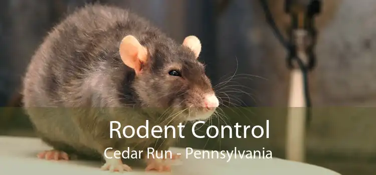 Rodent Control Cedar Run - Pennsylvania