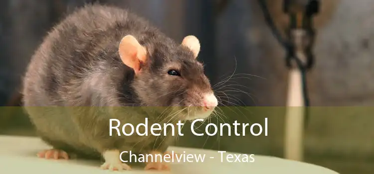 Rodent Control Channelview - Texas