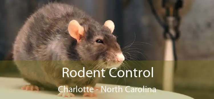 Rodent Control Charlotte - North Carolina