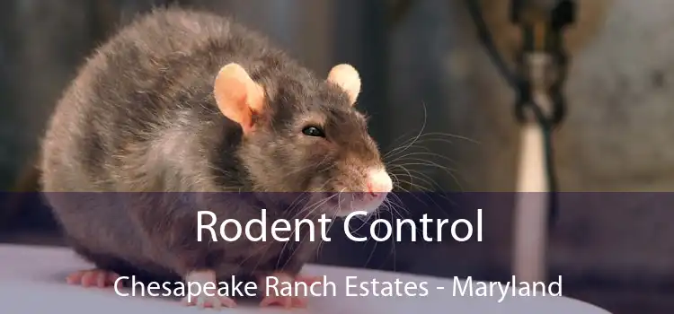 Rodent Control Chesapeake Ranch Estates - Maryland