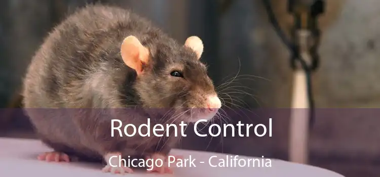Rodent Control Chicago Park - California