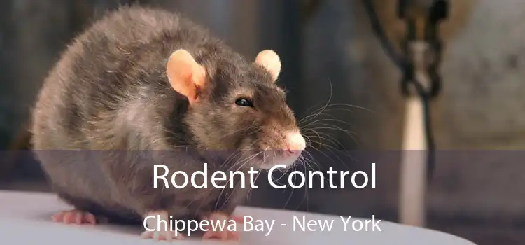 Rodent Control Chippewa Bay - New York