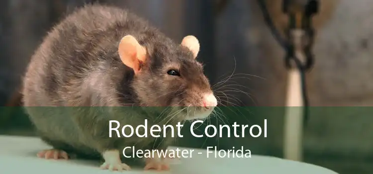 Rodent Control Clearwater - Florida