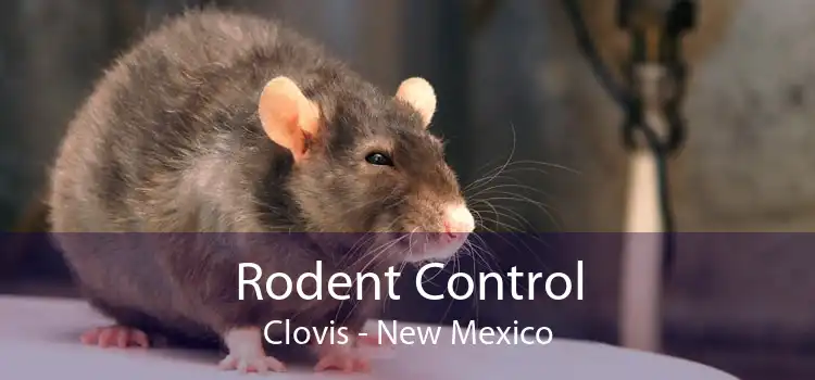Rodent Control Clovis - New Mexico