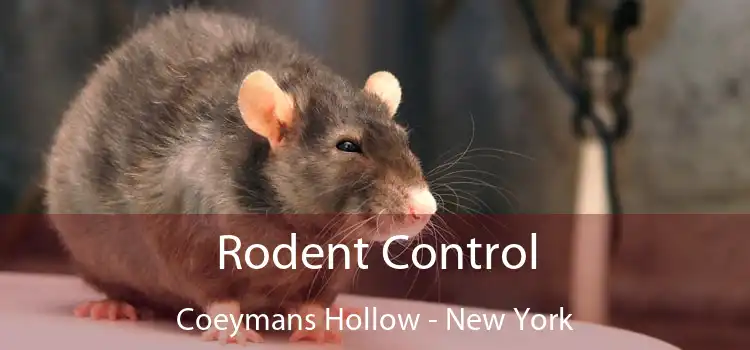 Rodent Control Coeymans Hollow - New York