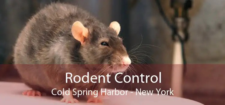 Rodent Control Cold Spring Harbor - New York