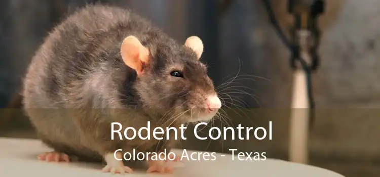 Rodent Control Colorado Acres - Texas