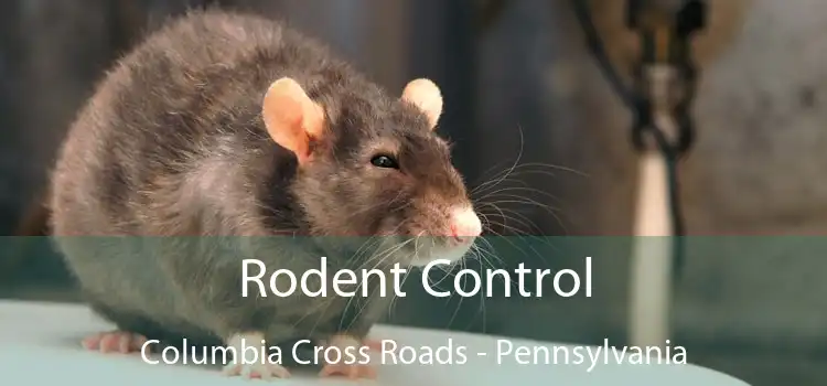 Rodent Control Columbia Cross Roads - Pennsylvania