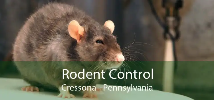 Rodent Control Cressona - Pennsylvania