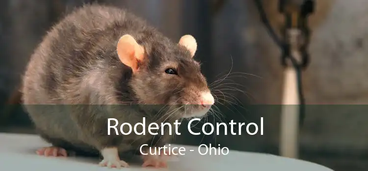 Rodent Control Curtice - Ohio