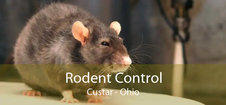 Rodent Control Custar - Ohio