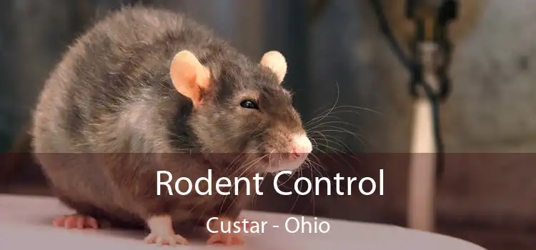 Rodent Control Custar - Ohio