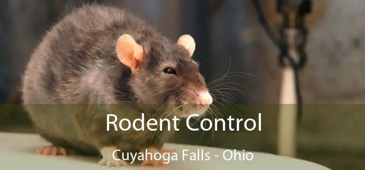 Rodent Control Cuyahoga Falls - Ohio