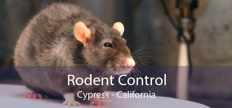 Rodent Control Cypress - California