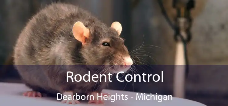 Rodent Control Dearborn Heights - Michigan