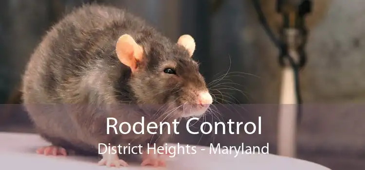 Rodent Control District Heights - Maryland