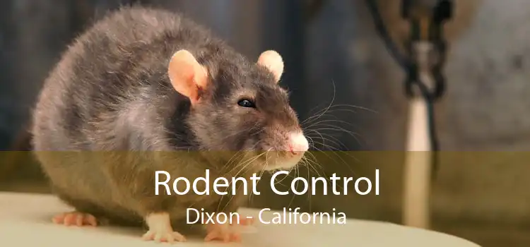 Rodent Control Dixon - California