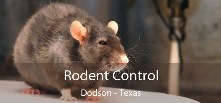 Rodent Control Dodson - Texas