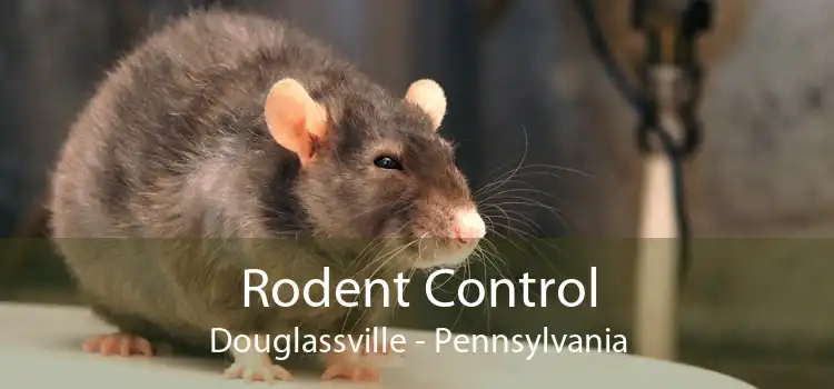 Rodent Control Douglassville - Pennsylvania