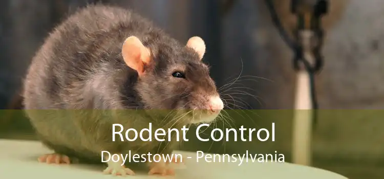 Rodent Control Doylestown - Pennsylvania