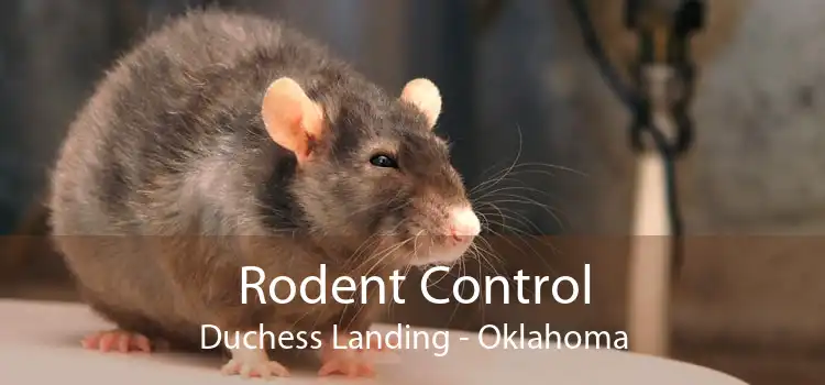 Rodent Control Duchess Landing - Oklahoma