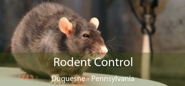 Rodent Control Duquesne - Pennsylvania
