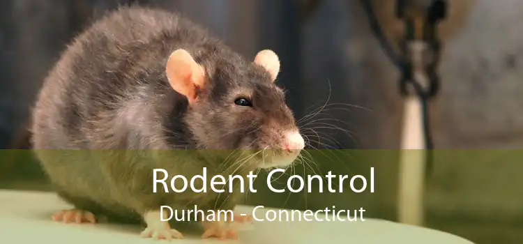 Rodent Control Durham - Connecticut