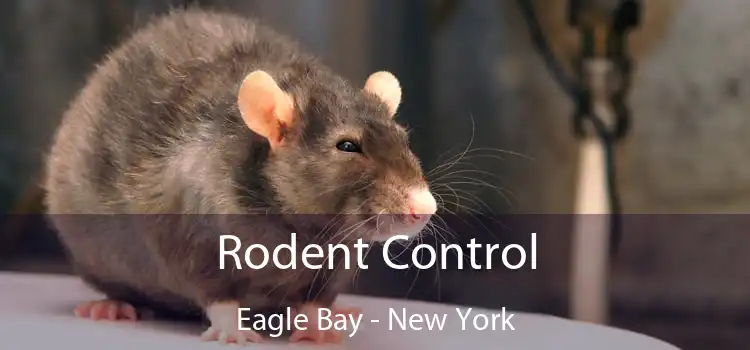 Rodent Control Eagle Bay - New York