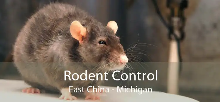 Rodent Control East China - Michigan